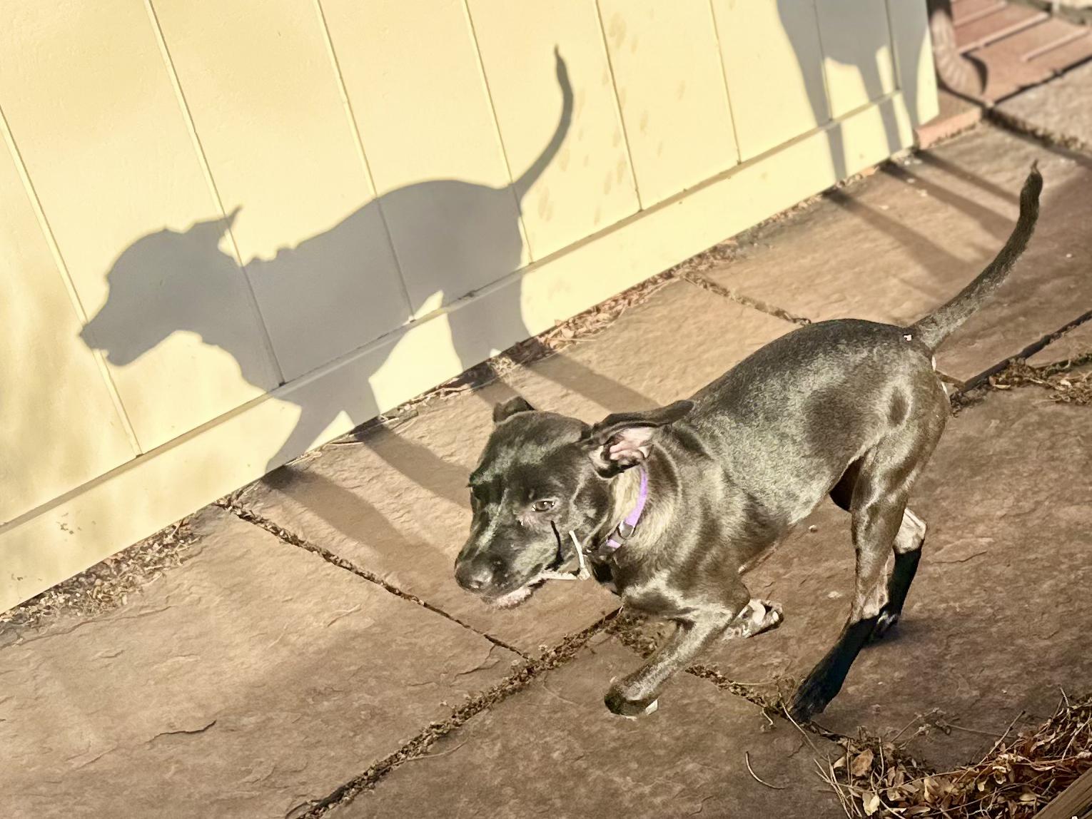 Enlarge Vissla, a ADOPTABLE mixed breed in Littleton, CO image 2/6