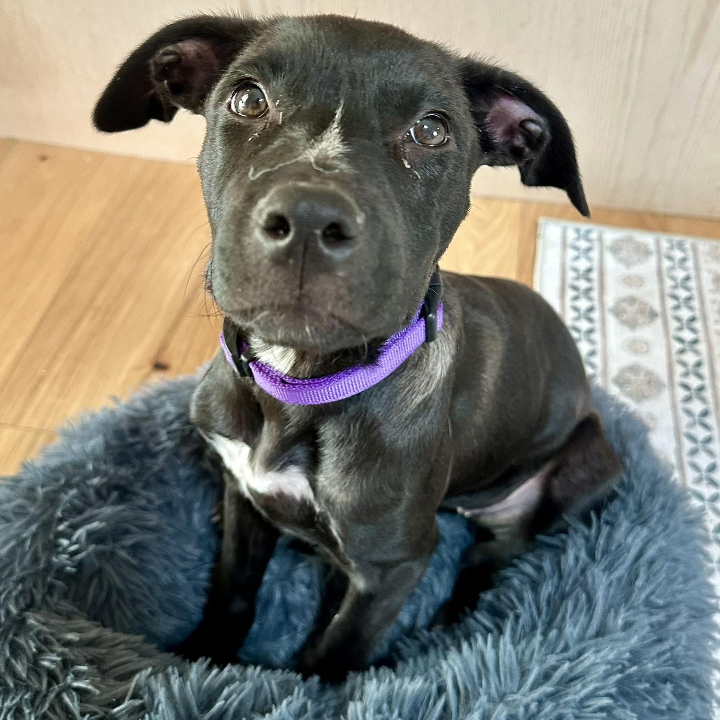 Enlarge Vissla, a ADOPTABLE mixed breed in Littleton, CO image 1/6