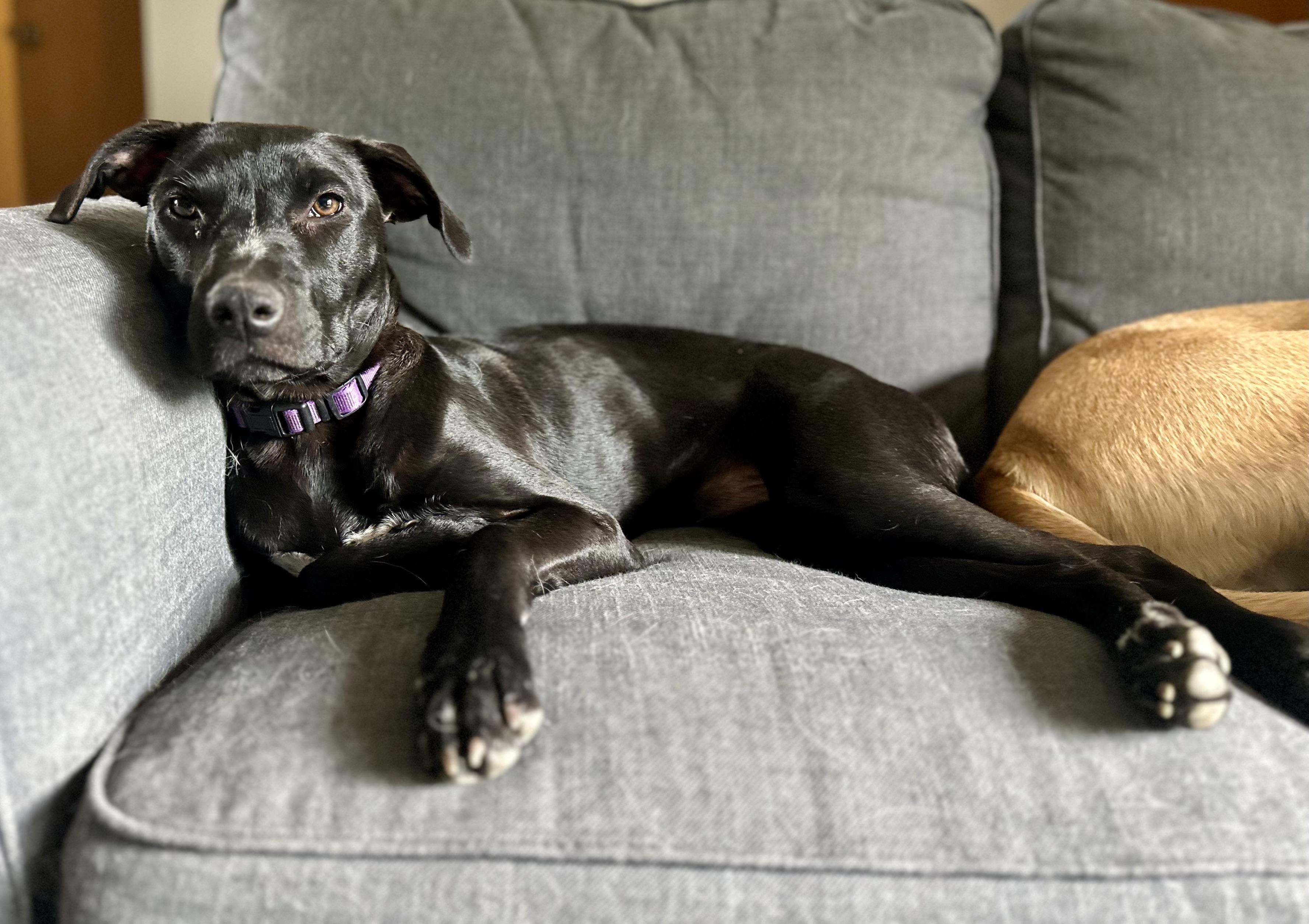 Enlarge Vissla, a ADOPTABLE mixed breed in Boulder, CO image 2/6