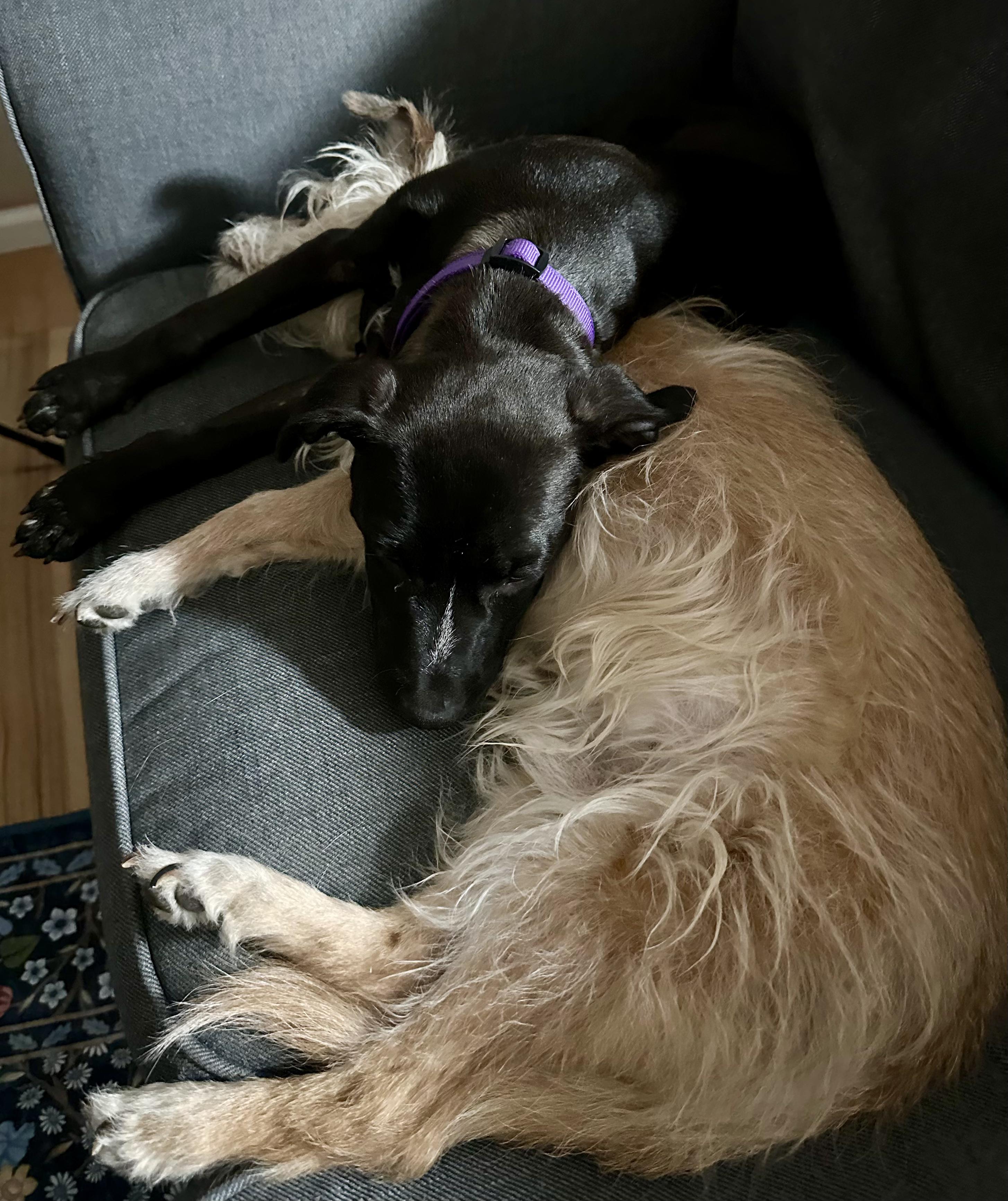 Enlarge Vissla, a ADOPTABLE mixed breed in Littleton, CO image 6/6