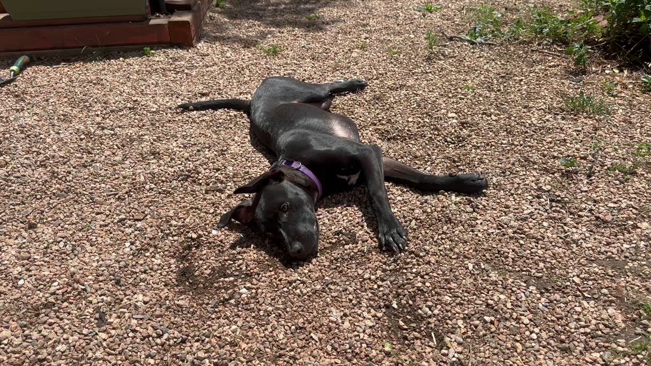Enlarge Vissla, a ADOPTABLE mixed breed in Boulder, CO video 3/6