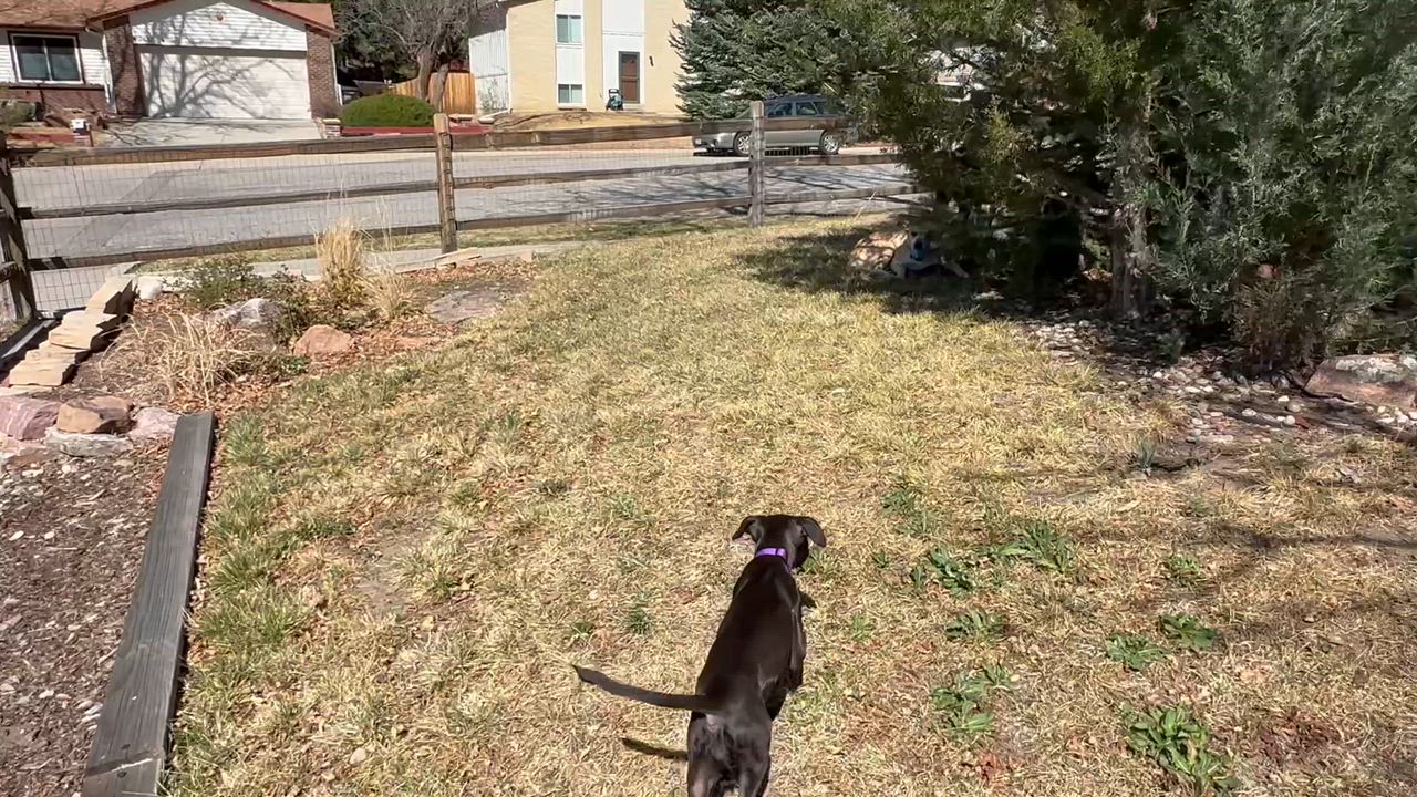 Enlarge Vissla, a ADOPTABLE mixed breed in Littleton, CO video 3/6