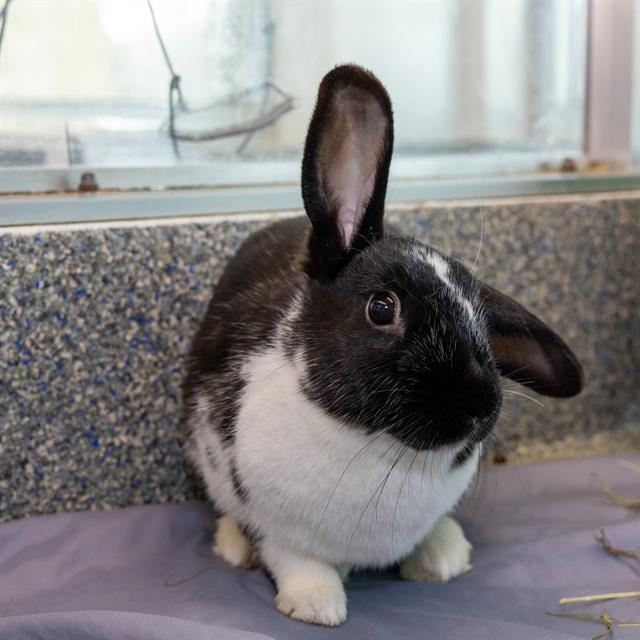 Enlarge AMY, a Adoptable Havana in Methuen, MA image 1/1