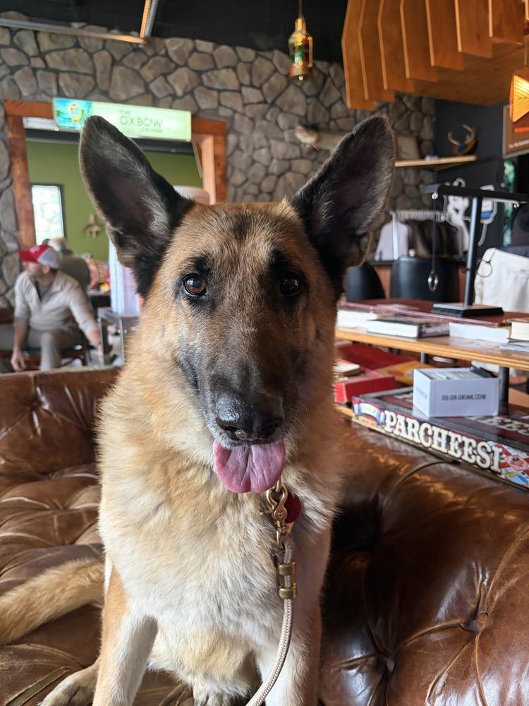 Frida, Adoptable, Senior Female German Shepherd Dog.