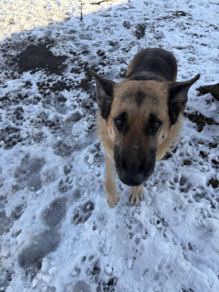Frida, a Adoptable German Shepherd Dog in Suamico, WI image 2/6