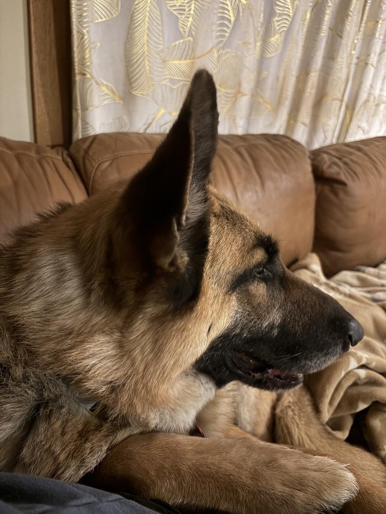 Frida, a Adoptable German Shepherd Dog in Suamico, WI image 3/6