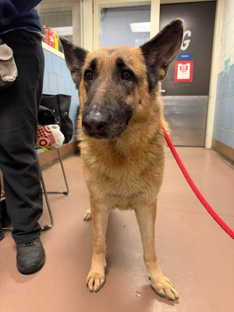 Frida, a Adoptable German Shepherd Dog in Suamico, WI image 4/6
