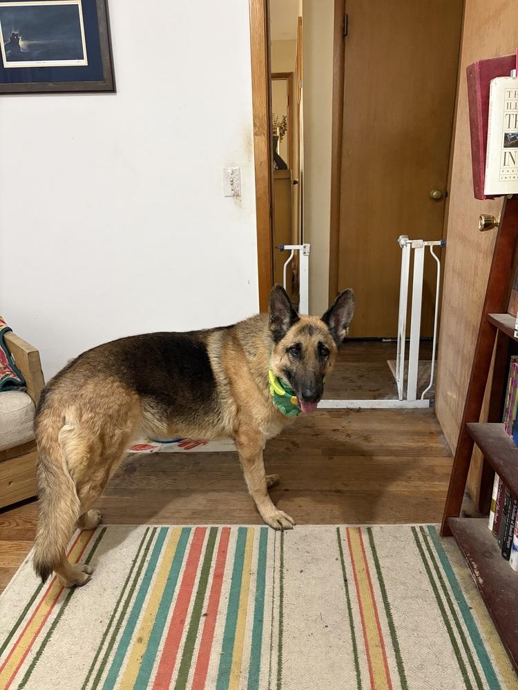 Frida, a Adoptable German Shepherd Dog in Suamico, WI image 5/6