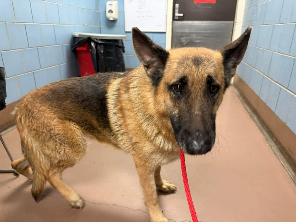 Frida, a Adoptable German Shepherd Dog in Suamico, WI image 6/6