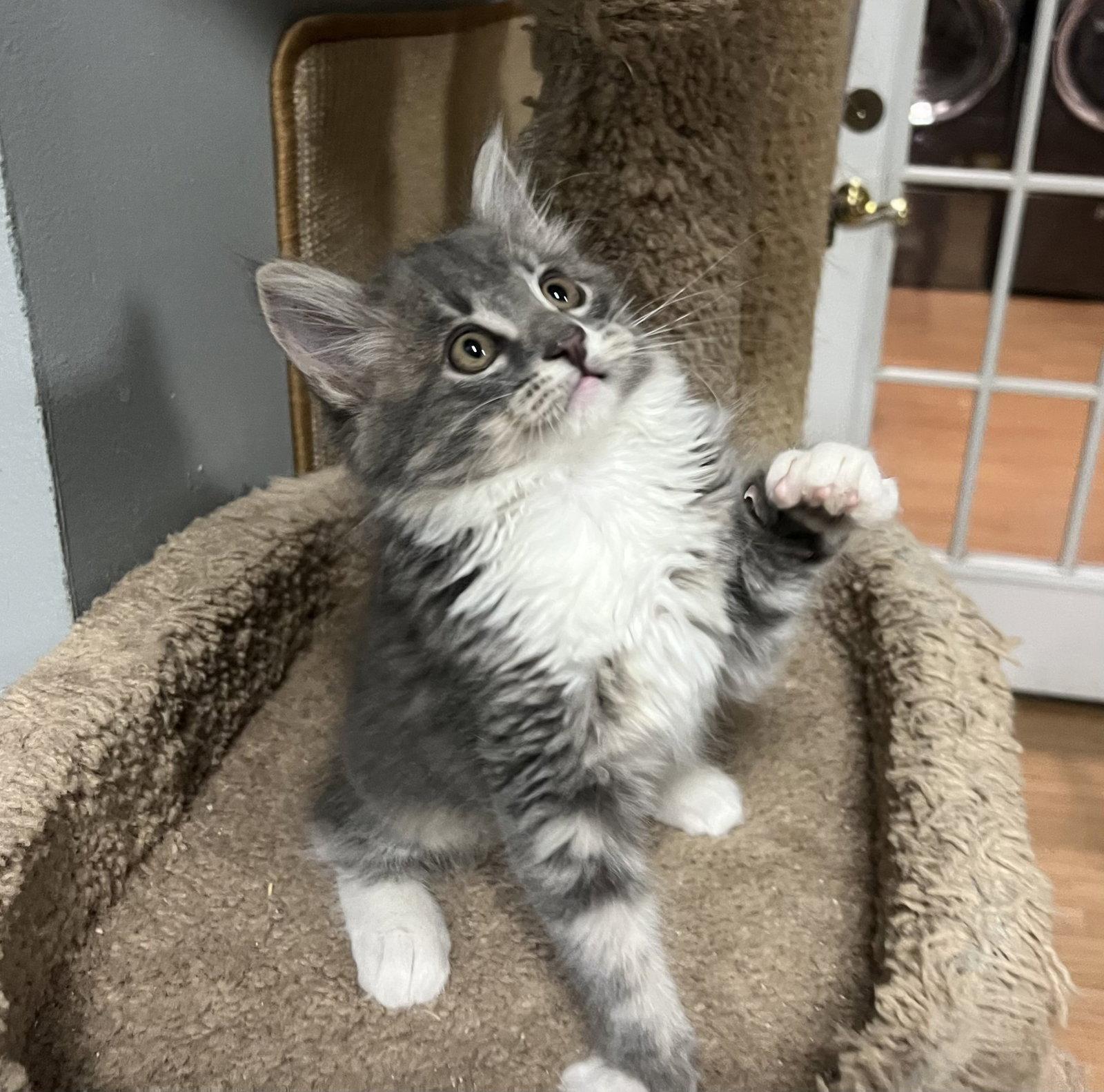 Moth, Adopted, Kitten Male Tabby & Domestic Medium Hair.
