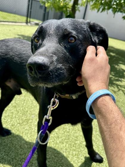 Miller, Adoptable, Adult Male Mixed Breed & Mixed Breed.