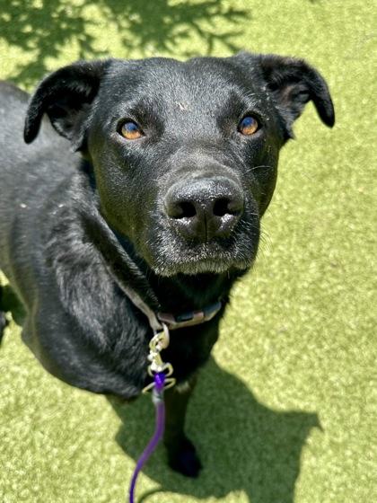 Miller, a Adoptable mixed breed in Wichita, KS image 2/3