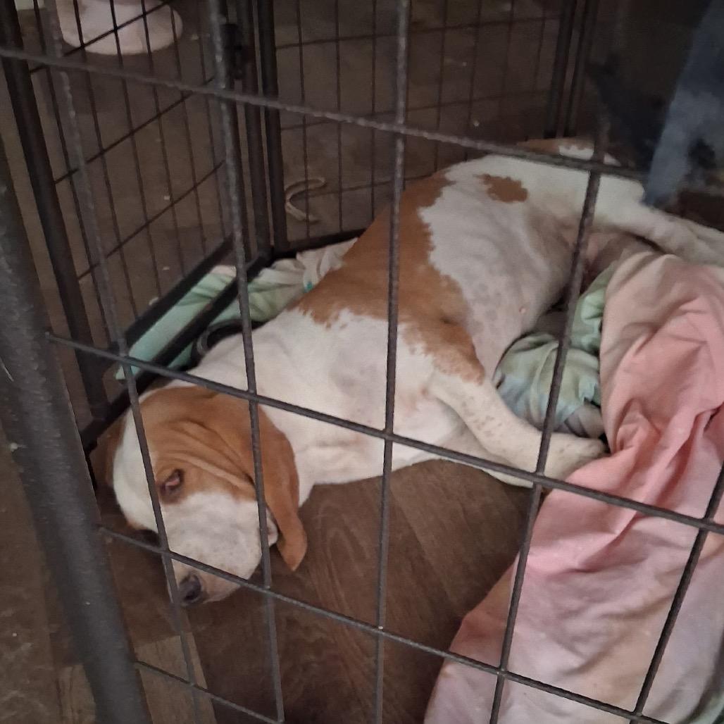 Buford C-34116, Adoptable, Adult Male Basset Hound.