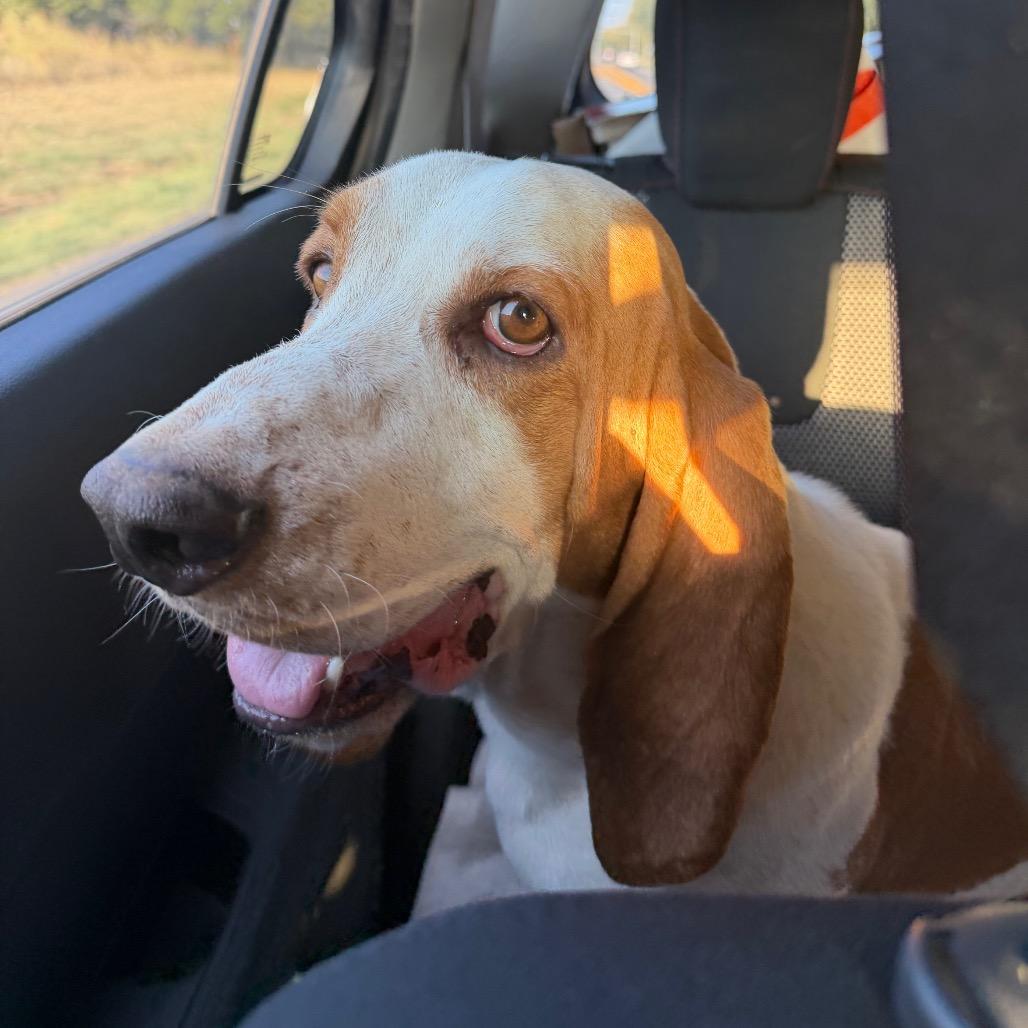 Enlarge Buford C-34116, a Adoptable Basset Hound in Oklahoma City, OK image 2/5