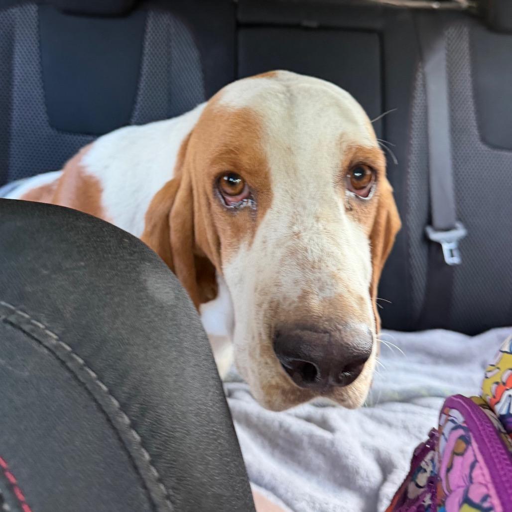 Enlarge Buford C-34116, a Adoptable Basset Hound in Oklahoma City, OK image 3/5