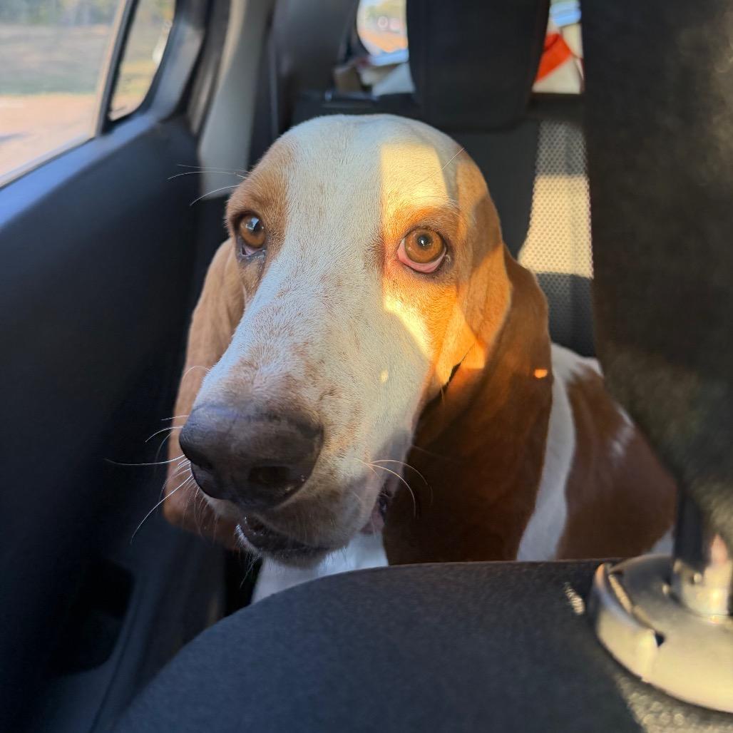 Enlarge Buford C-34116, a Adoptable Basset Hound in Oklahoma City, OK image 4/5
