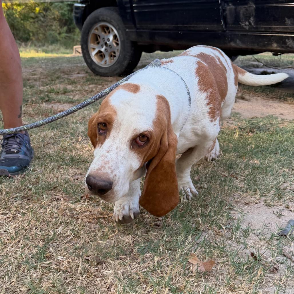 Enlarge Buford C-34116, a Adoptable Basset Hound in Oklahoma City, OK image 5/5