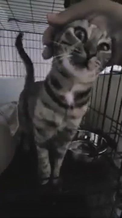 Enlarge WINIFRED , an adopted mixed breed in Brooklyn, NY video 6/11