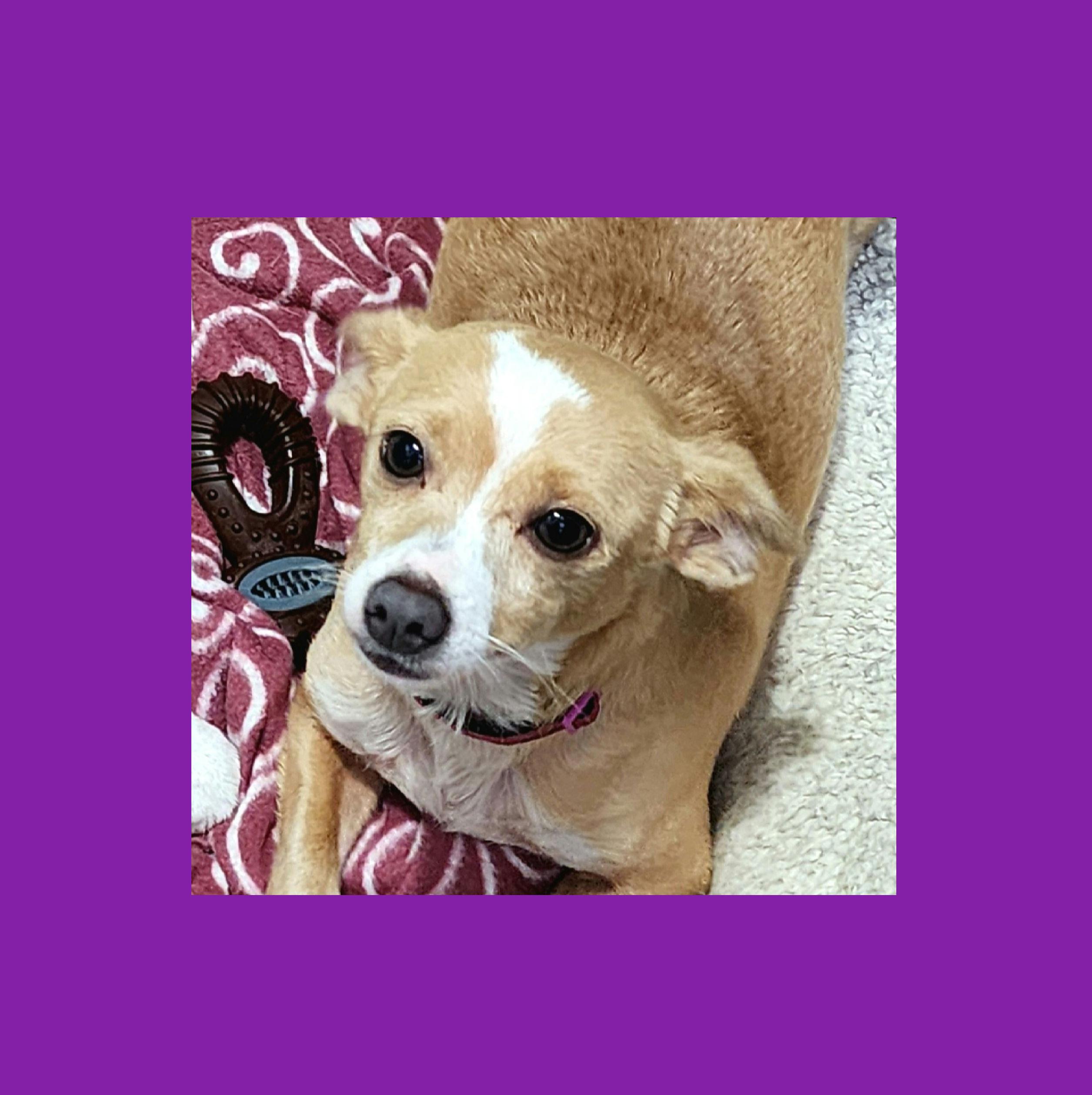 Enlarge Riley Female, a Adoptable mixed breed in Lake Geneva, WI image 5/5