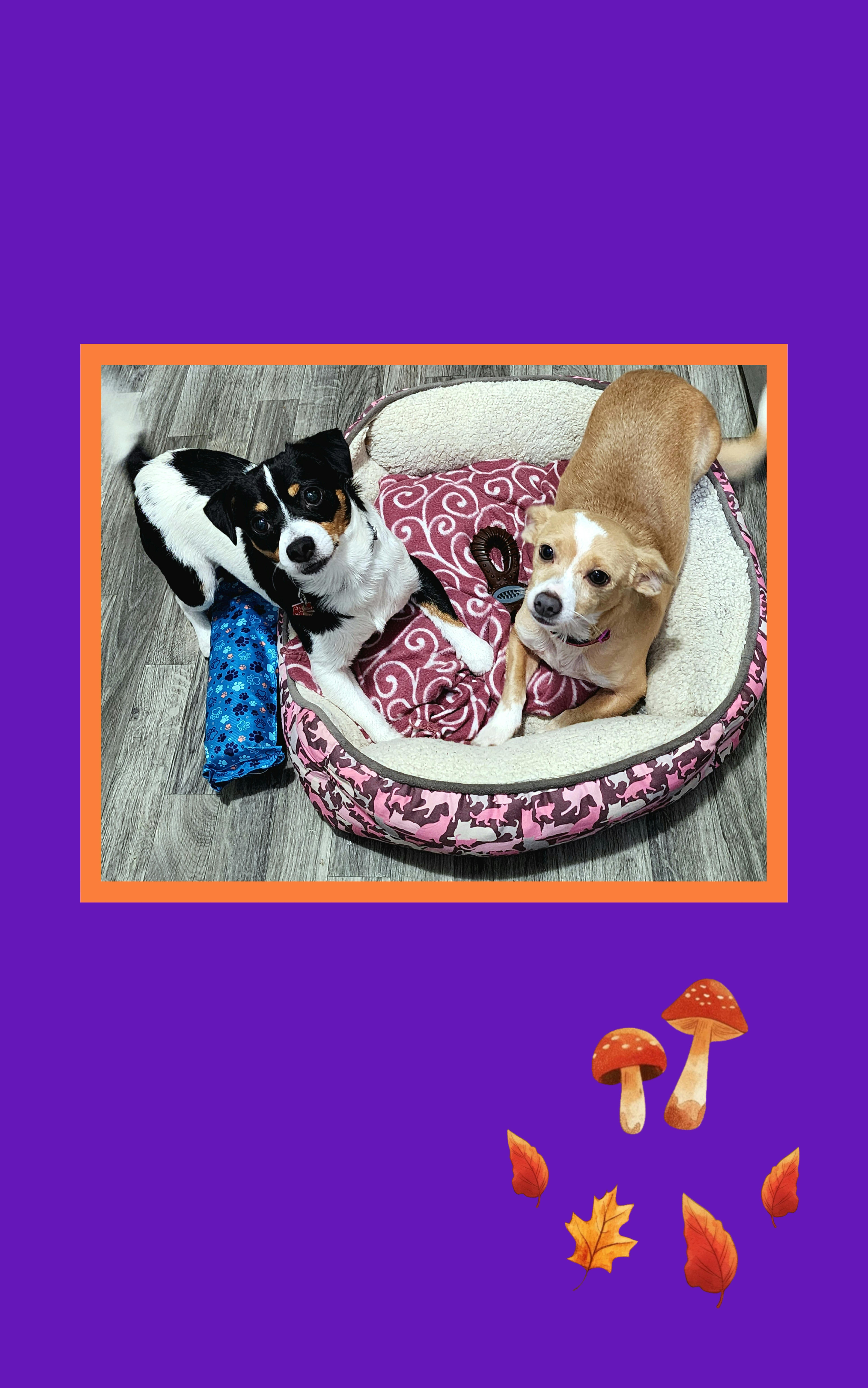 Enlarge Riley Female, a Adoptable mixed breed in Lake Geneva, WI image 2/5