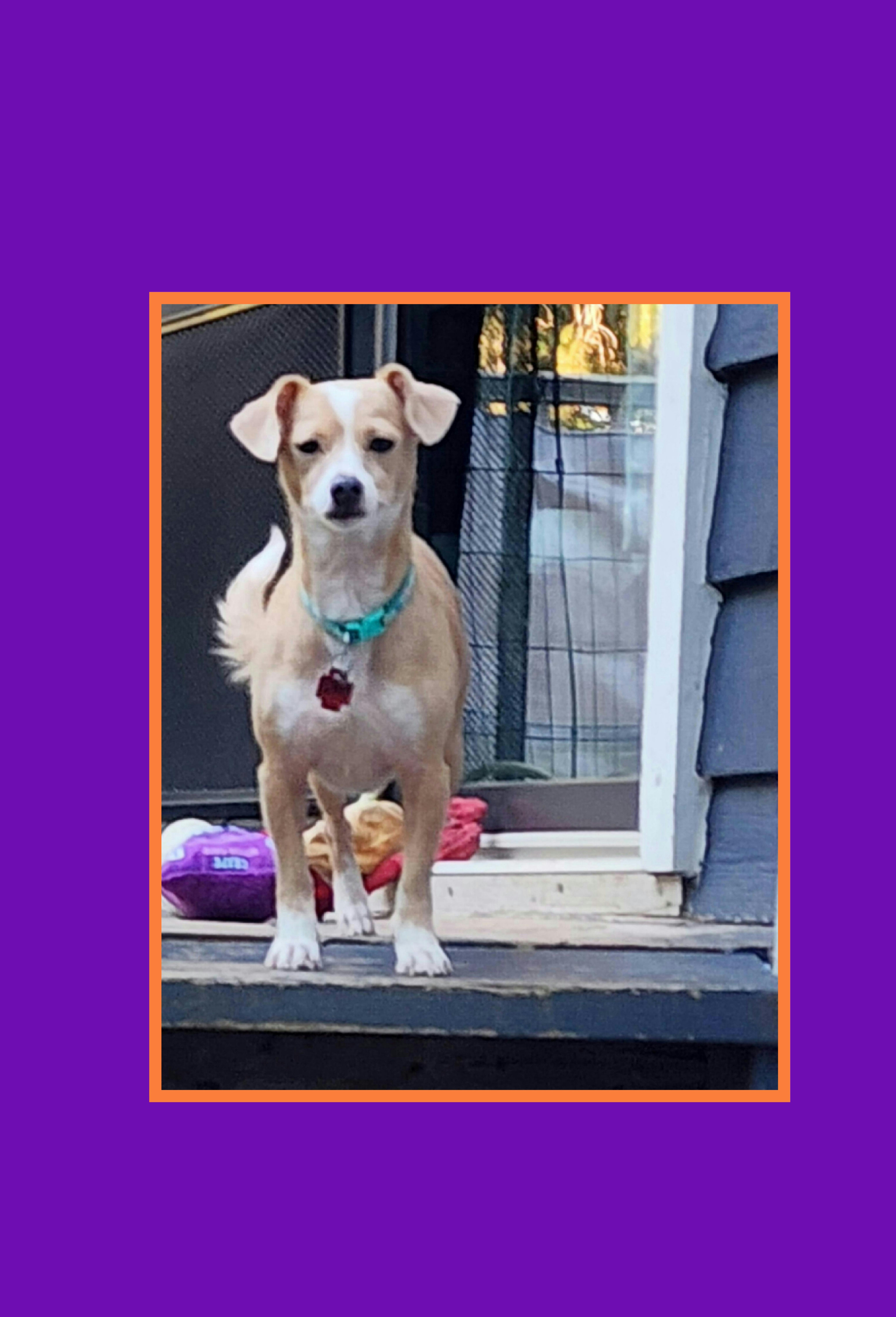 Enlarge Riley Female, a Adoptable mixed breed in Lake Geneva, WI image 3/5