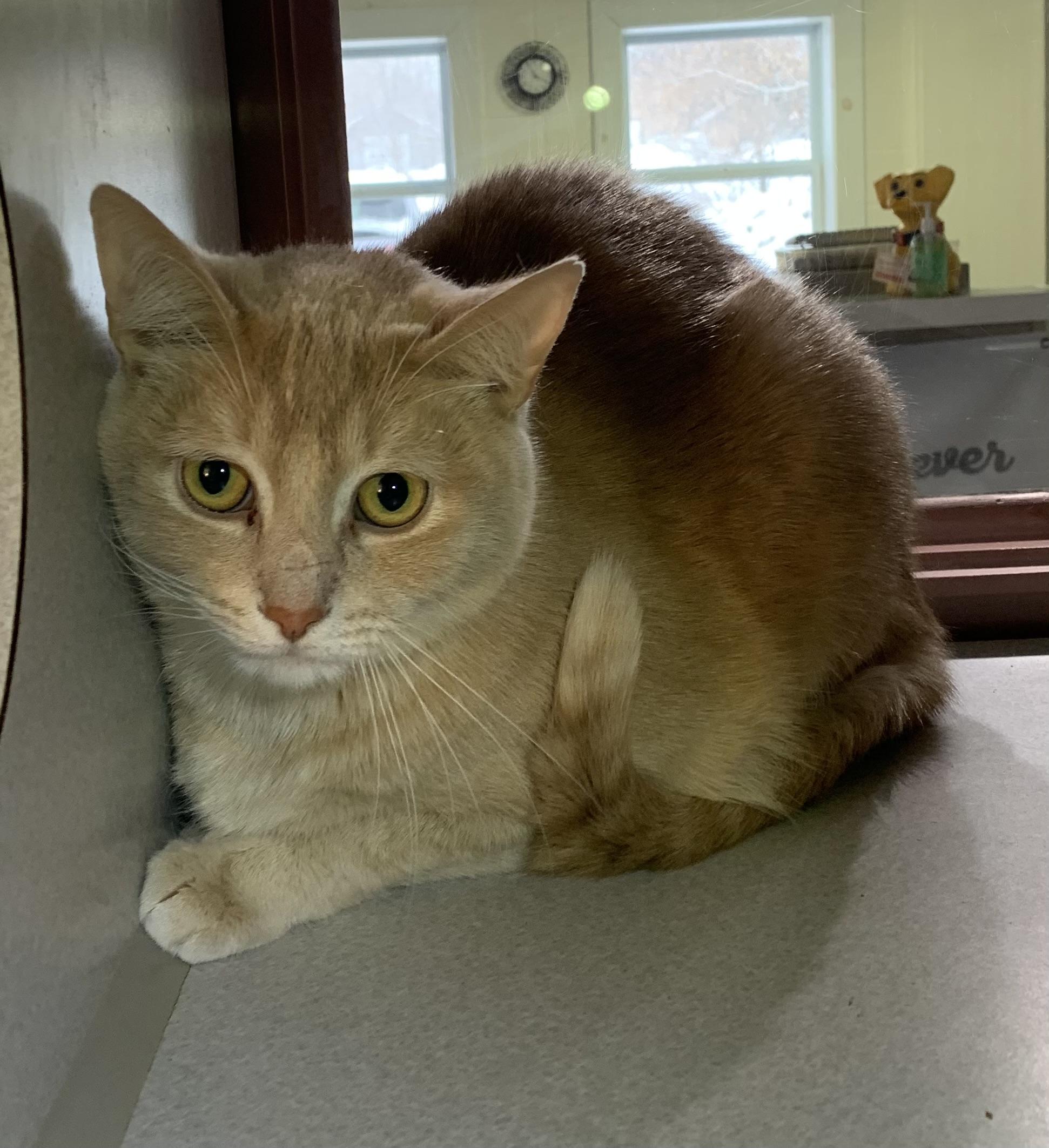 Mo *SPONSORED, ADOPTABLE, Adult Male Domestic Short Hair.