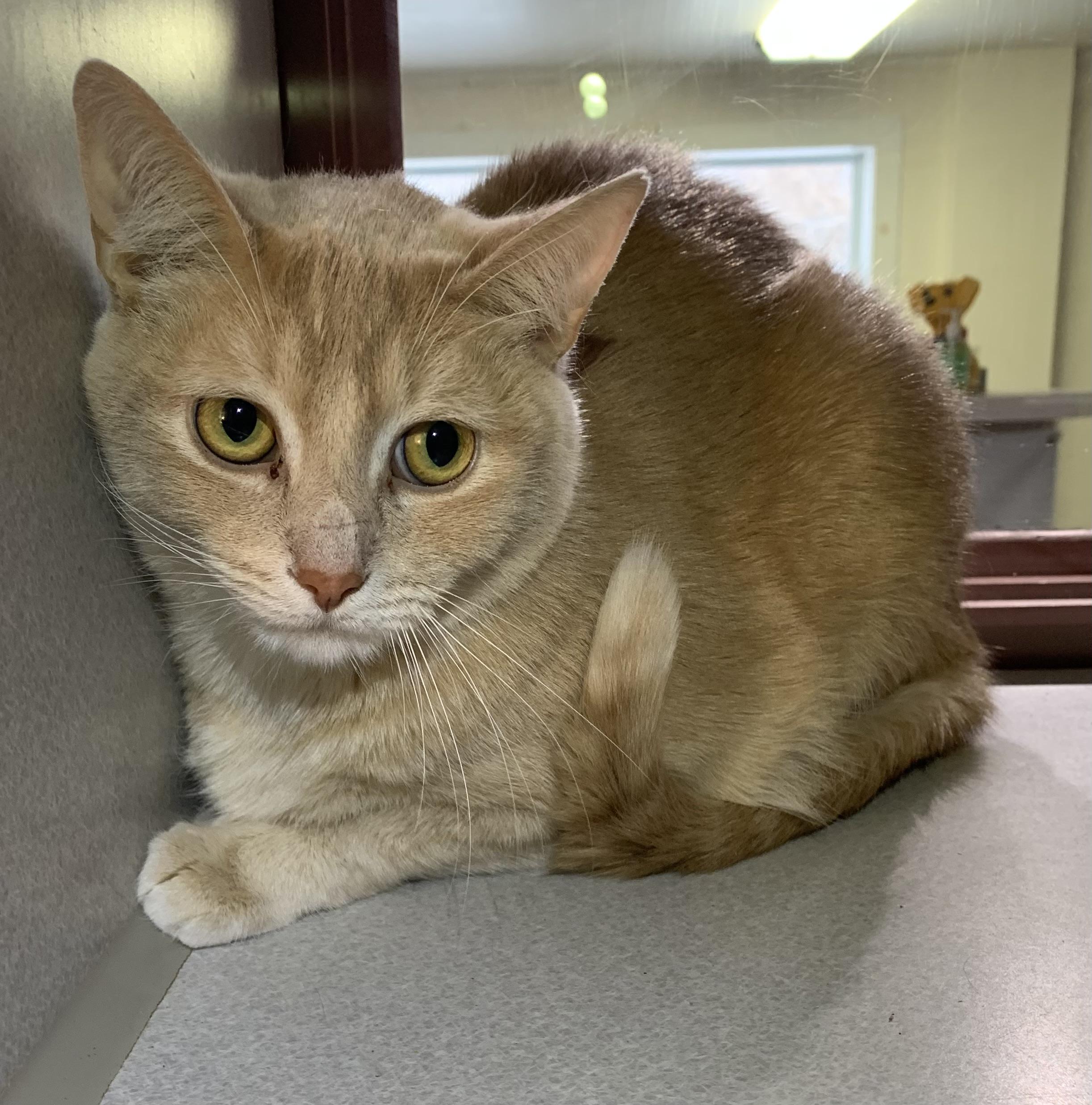 Enlarge Mo *SPONSORED, a ADOPTABLE mixed breed in Massena, NY image 2/2