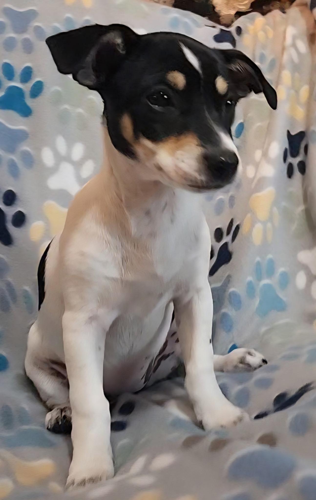 Aura Jean, an adopted mixed breed in Houston, TX image 5/5
