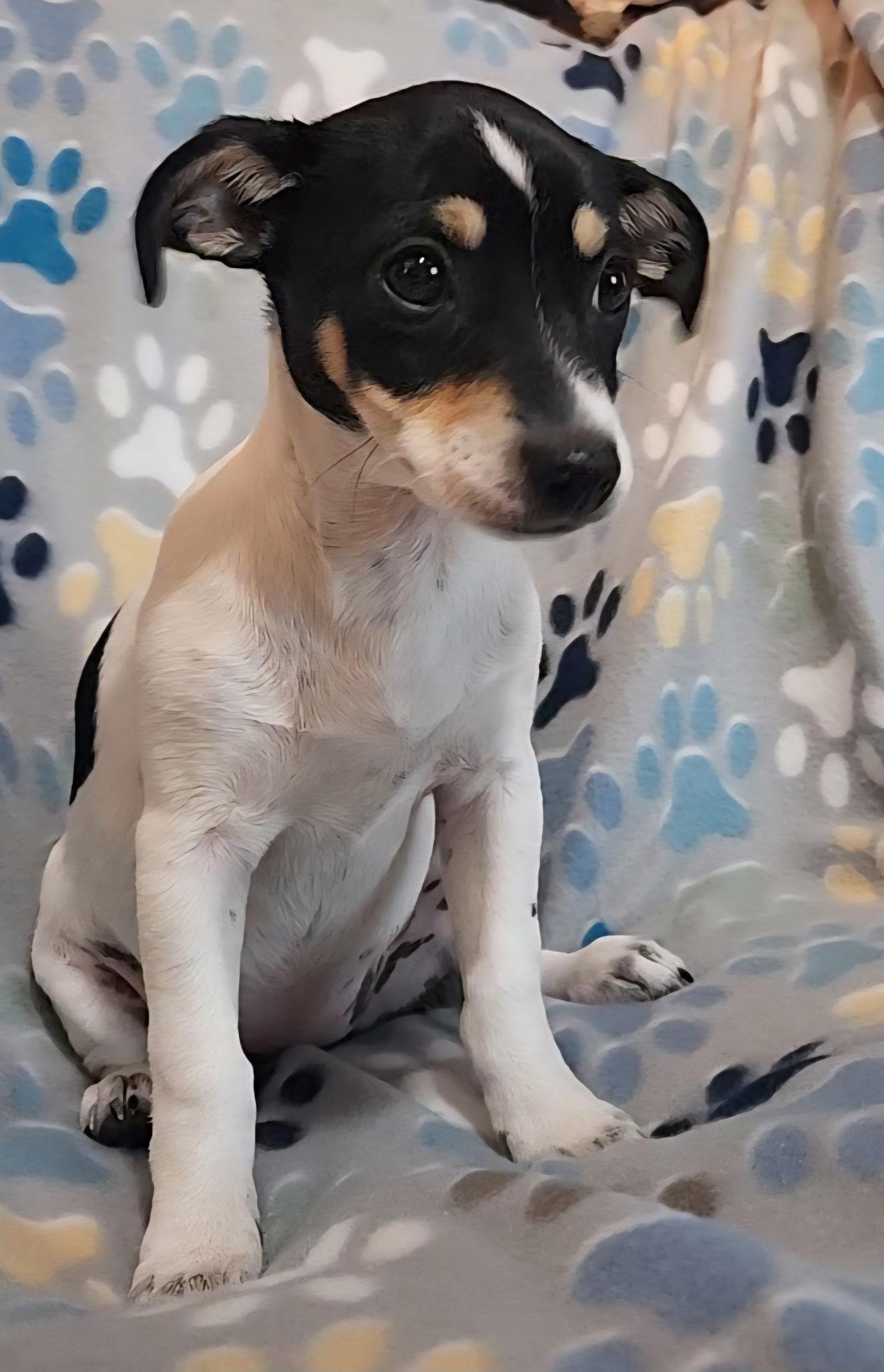 Aura Jean, an adopted mixed breed in Houston, TX image 4/5