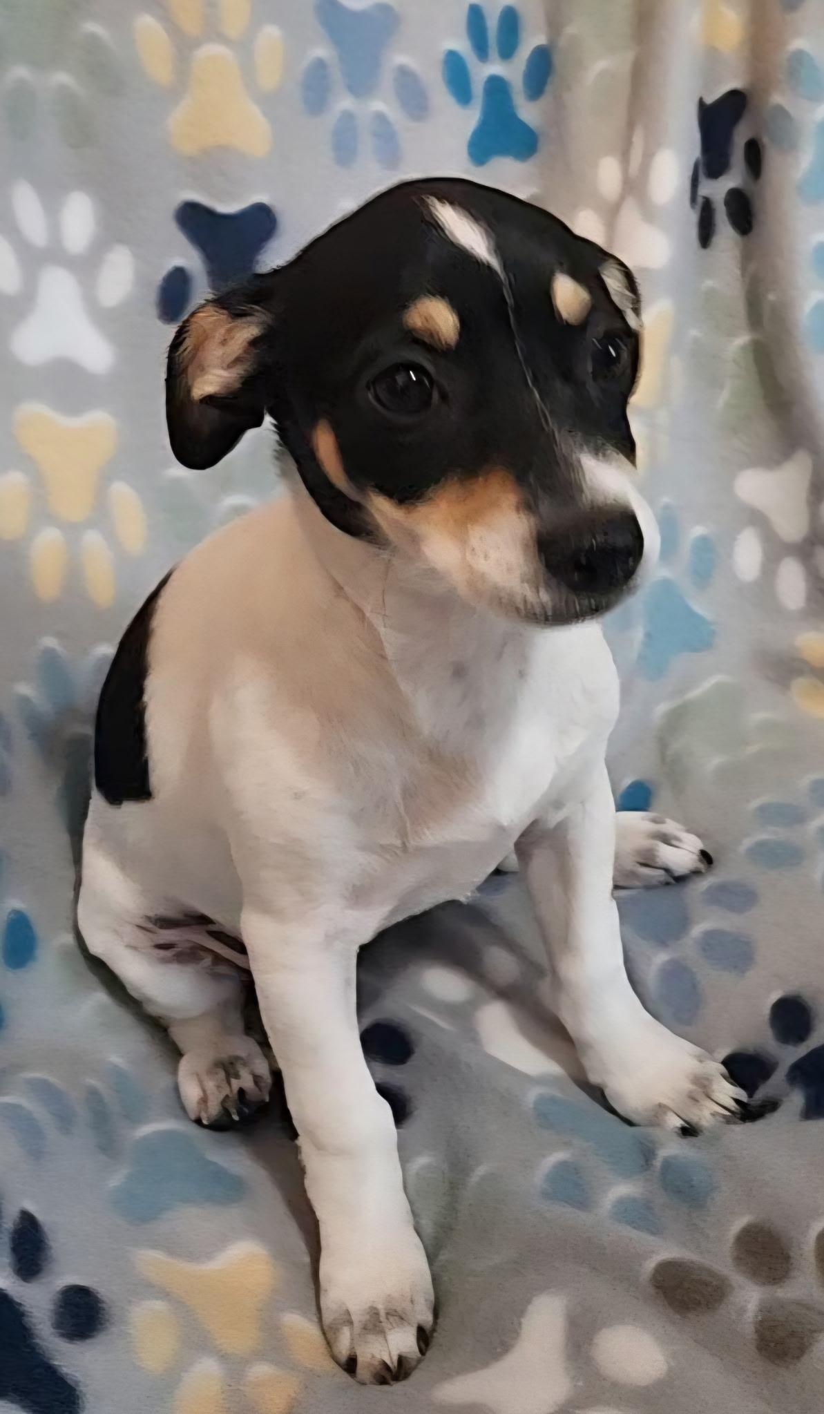 Aura Jean, an adopted mixed breed in Houston, TX image 3/5