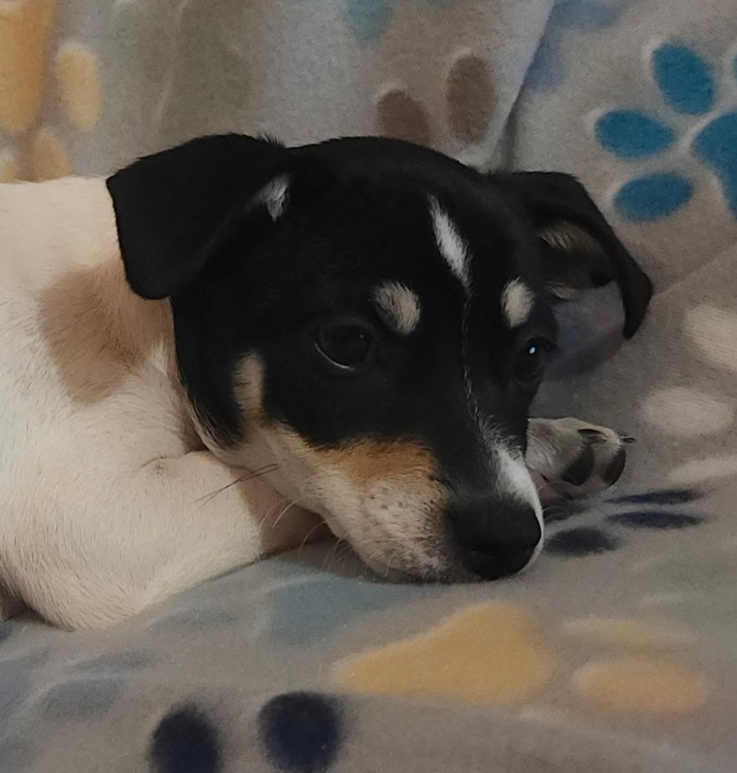 Aura Jean, an adopted mixed breed in Houston, TX image 1/5