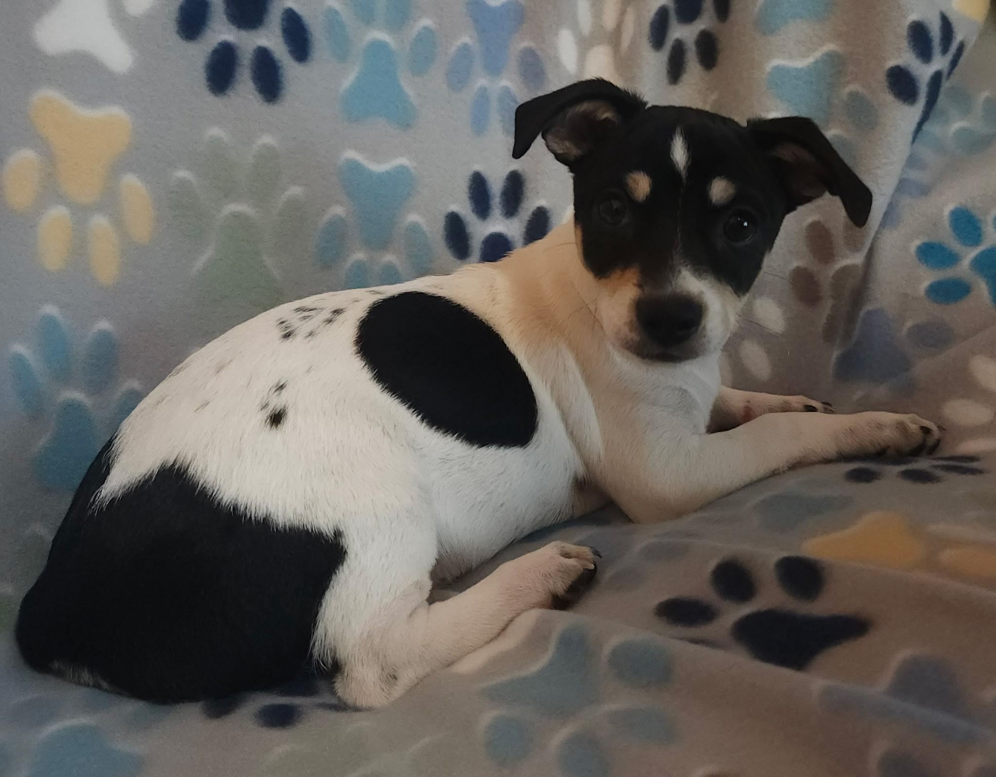 Aura Jean, an adopted mixed breed in Houston, TX image 2/5