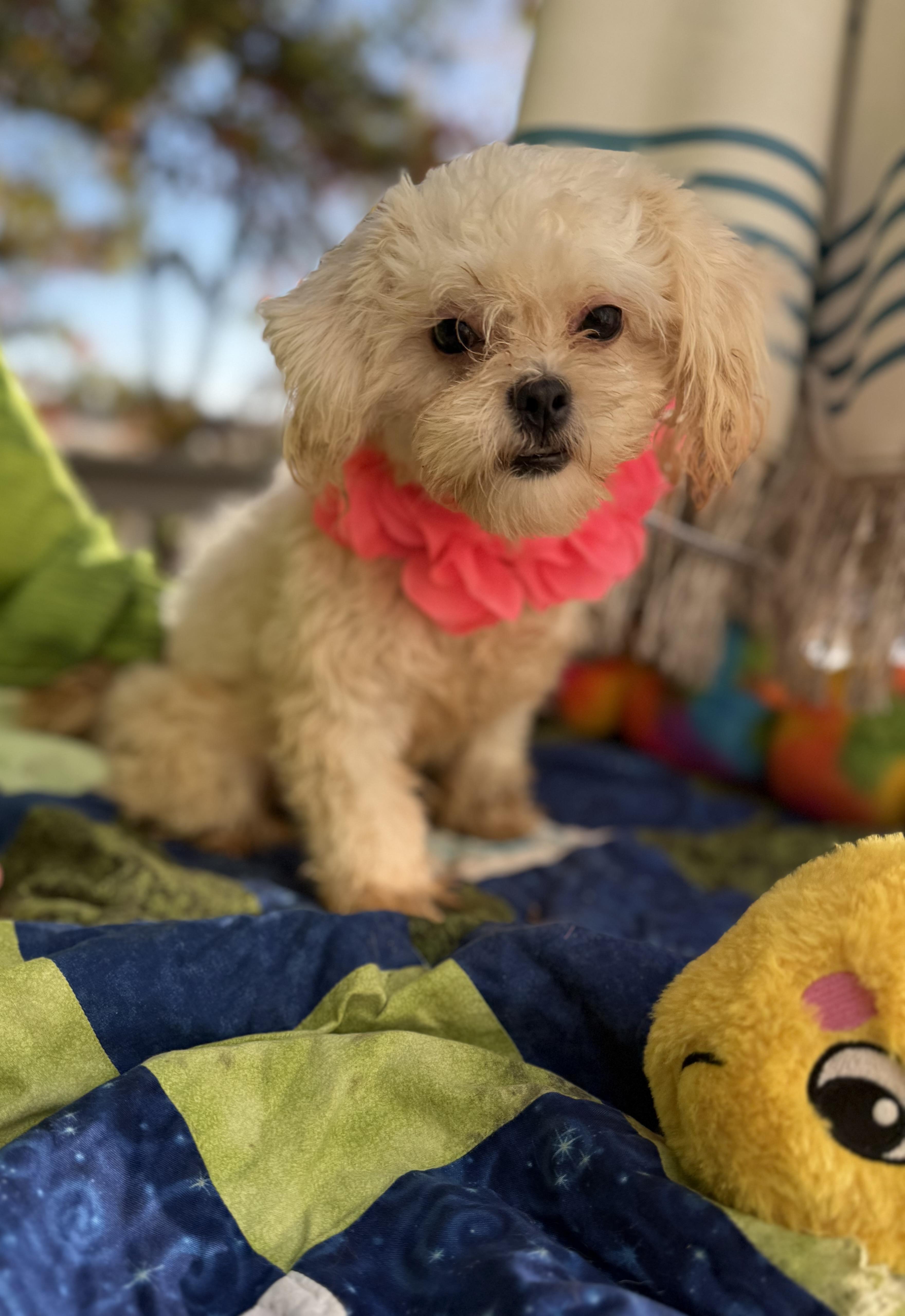 Enlarge Mira 7 lbs 6 months, a Adoptable mixed breed in White Lake, MI image 6/6