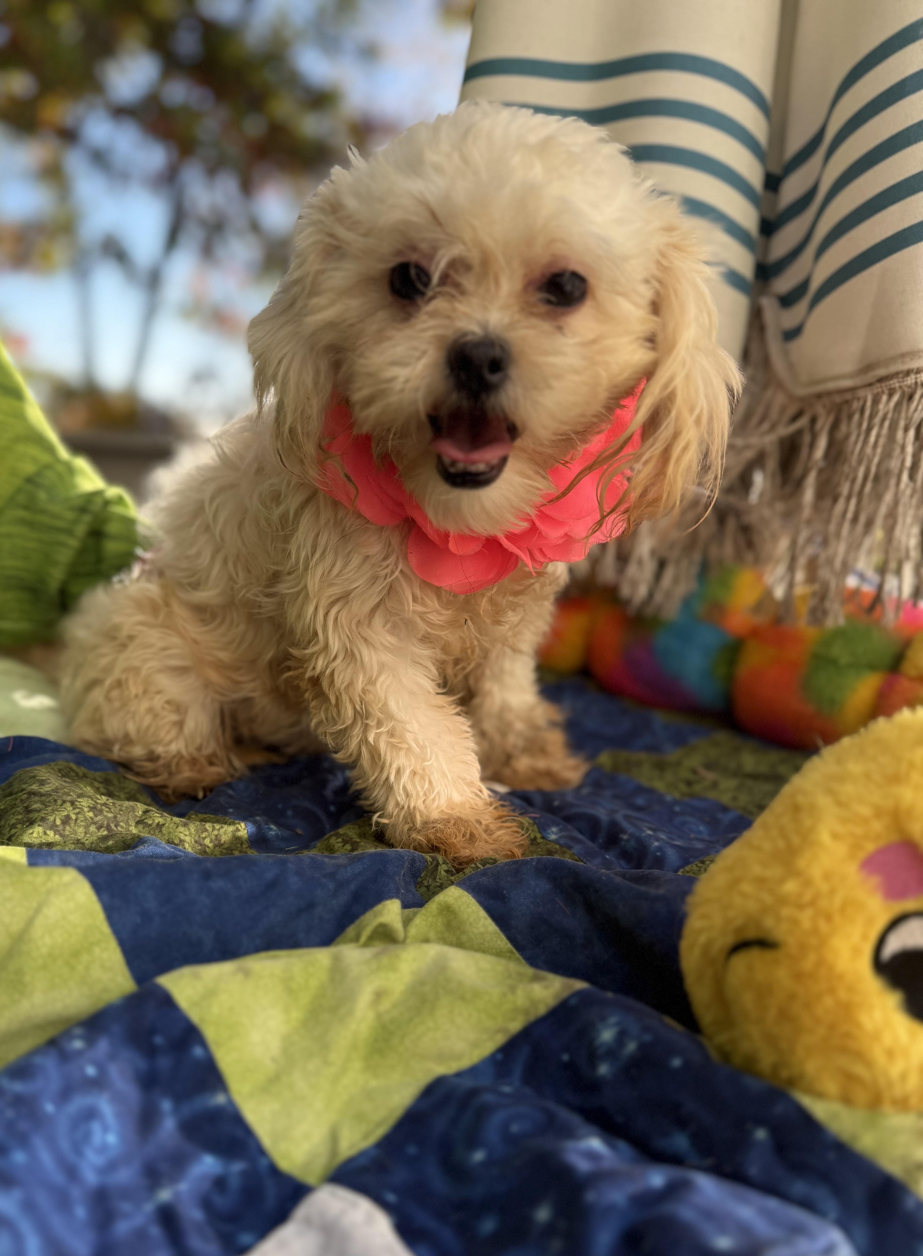 Enlarge Mira 7 lbs 6 months, a Adoptable mixed breed in White Lake, MI image 1/6