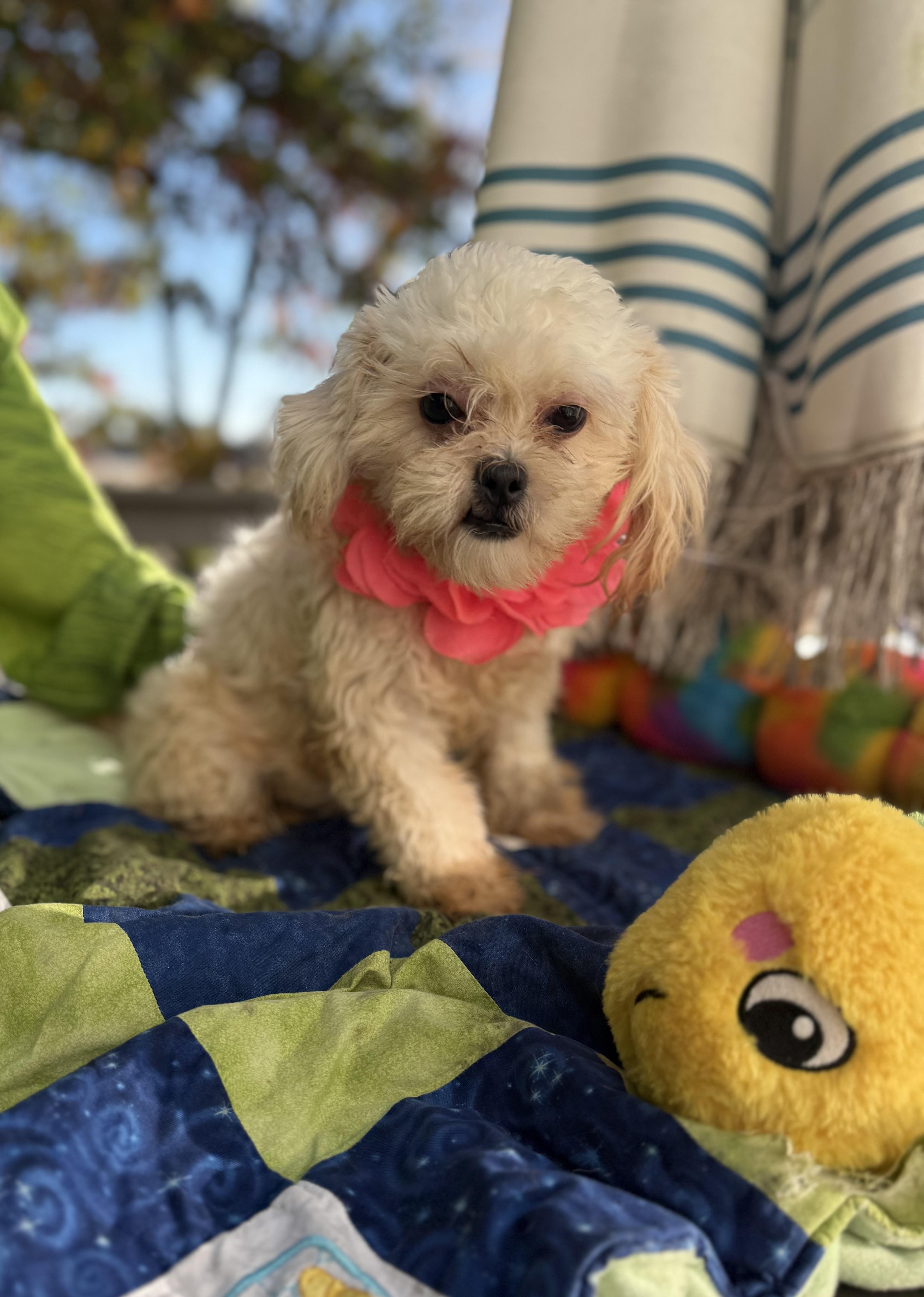 Enlarge Mira 7 lbs 6 months, a Adoptable mixed breed in White Lake, MI image 5/6
