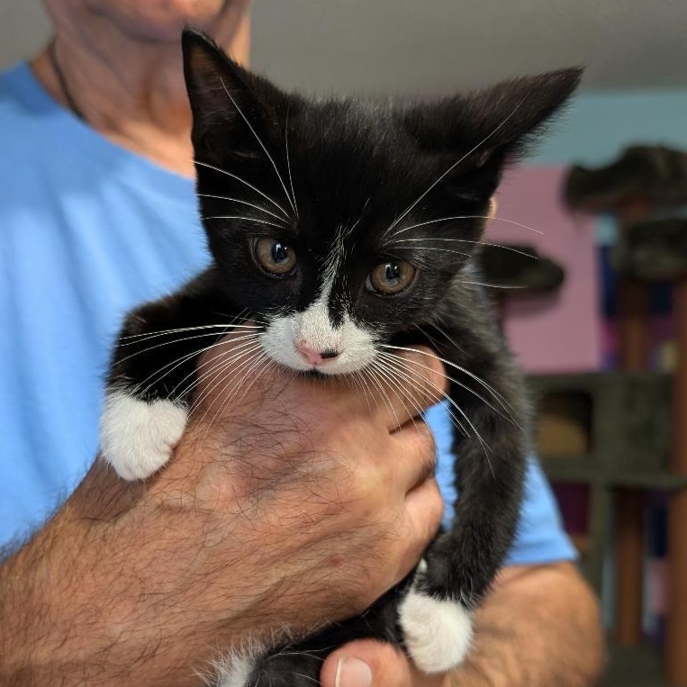 Enlarge Star, a Adoptable Domestic Short Hair in Reisterstown, MD image 3/4