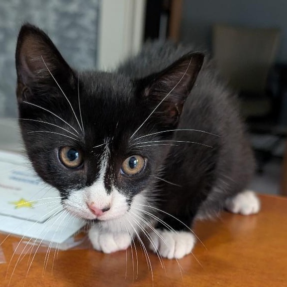 Enlarge Star, a Adoptable Domestic Short Hair in Reisterstown, MD image 4/4