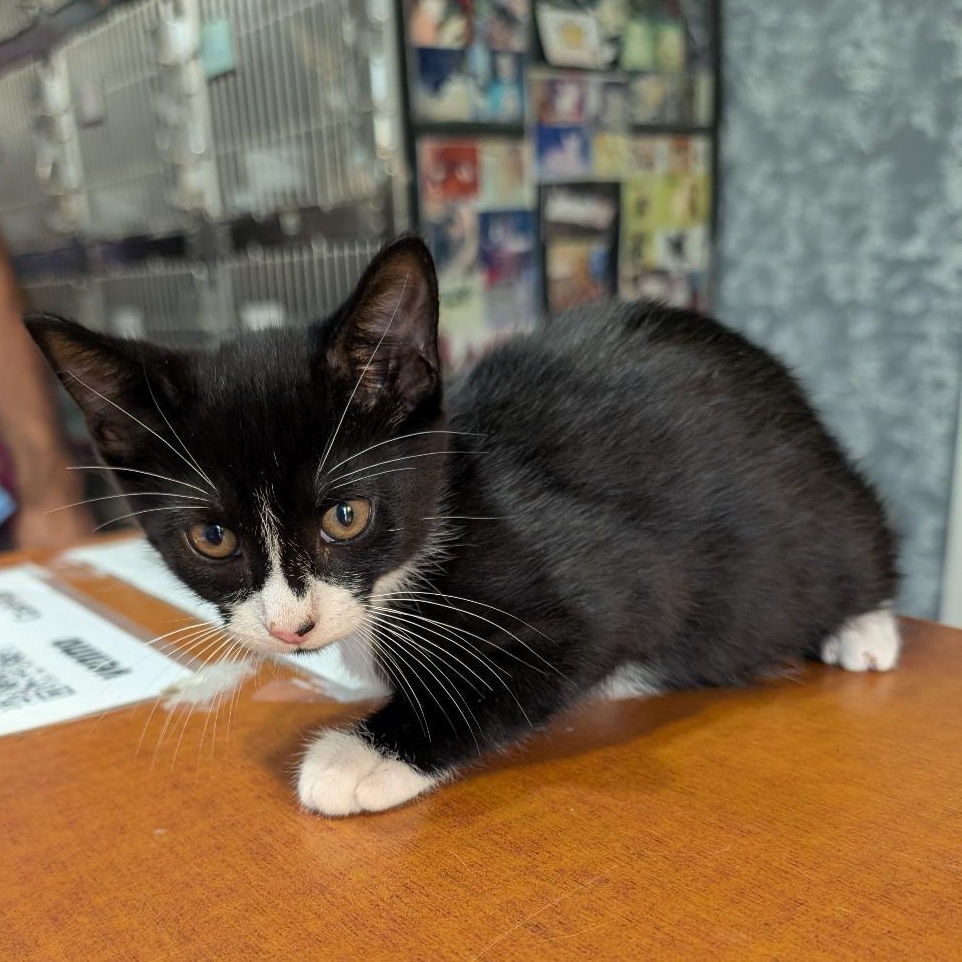 Enlarge Star, a Adoptable Domestic Short Hair in Reisterstown, MD image 2/4