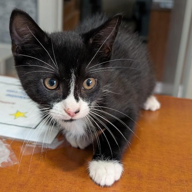 Enlarge Star, a Adoptable Domestic Short Hair in Reisterstown, MD image 1/4