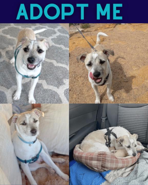 Eddie, a Adoptable mixed breed in Boulder, CO image 1/5