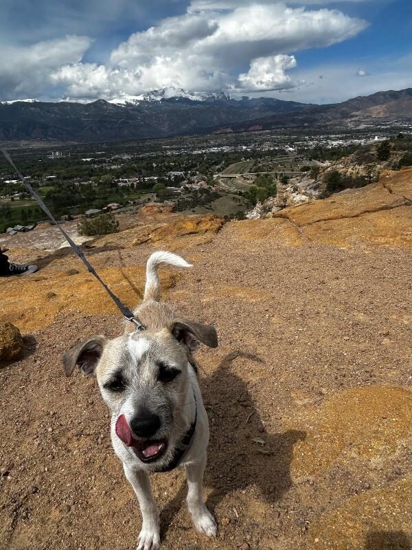 Eddie, a Adoptable mixed breed in Boulder, CO image 2/5