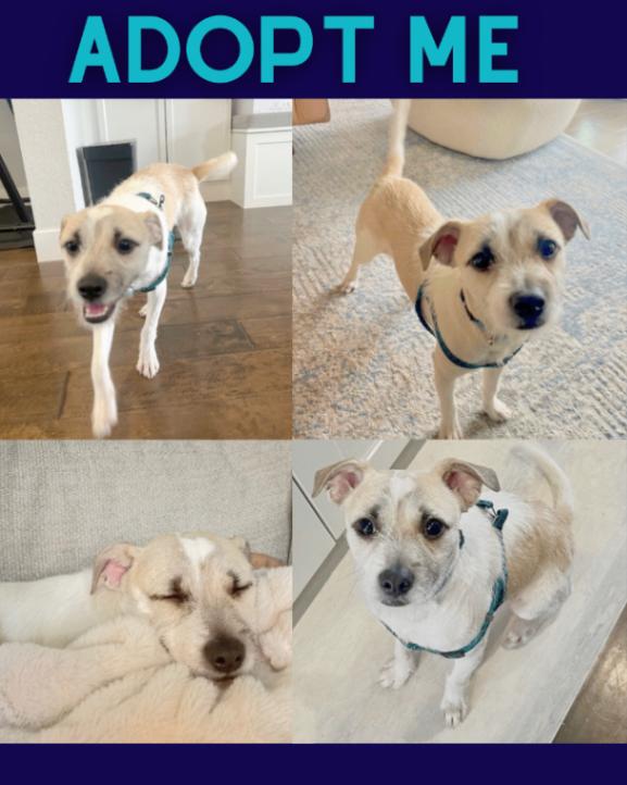 Eddie, a Adoptable mixed breed in Boulder, CO image 5/5