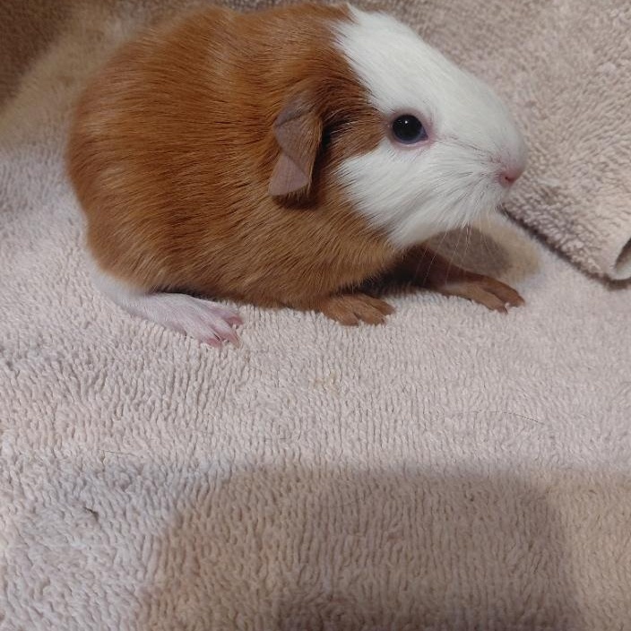 Enlarge Maximus, a ADOPTABLE Guinea Pig in Cincinnati, OH image 2/3