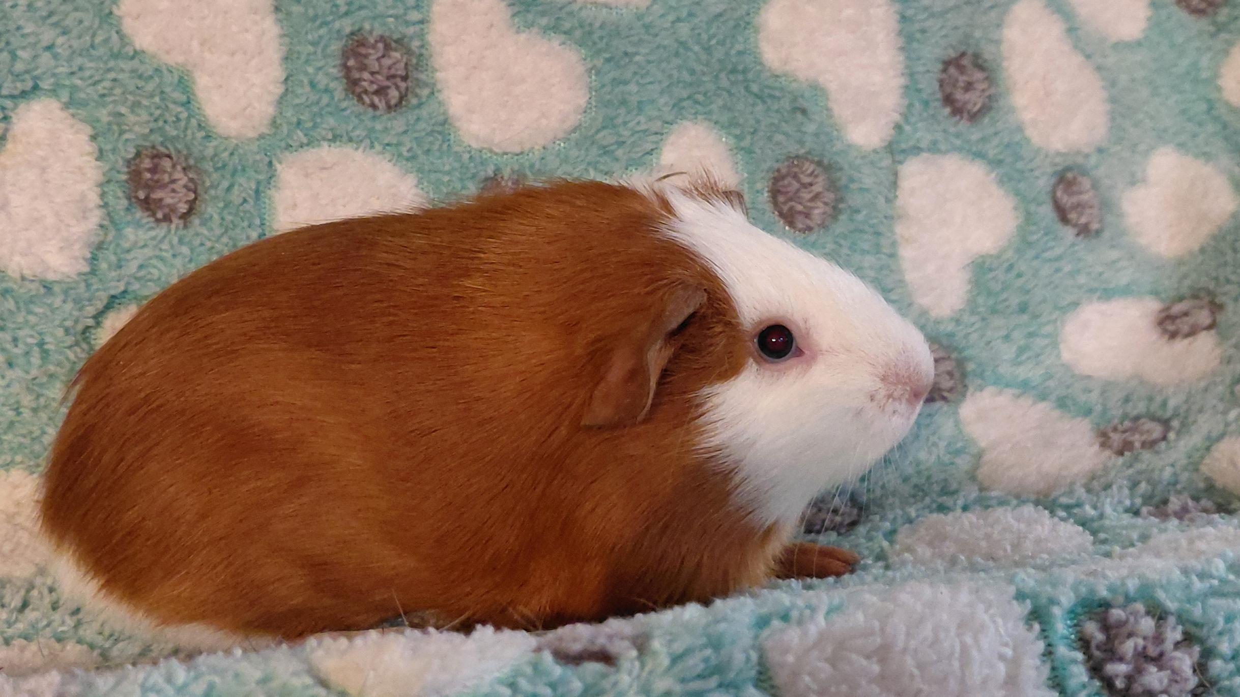 Maximus, ADOPTABLE, Baby Male Guinea Pig.