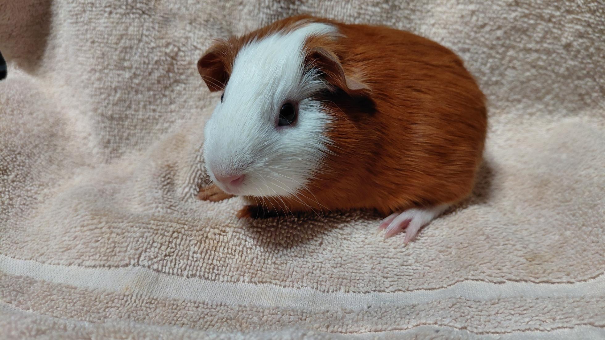 Enlarge Maximus, a ADOPTABLE Guinea Pig in Cincinnati, OH image 3/3