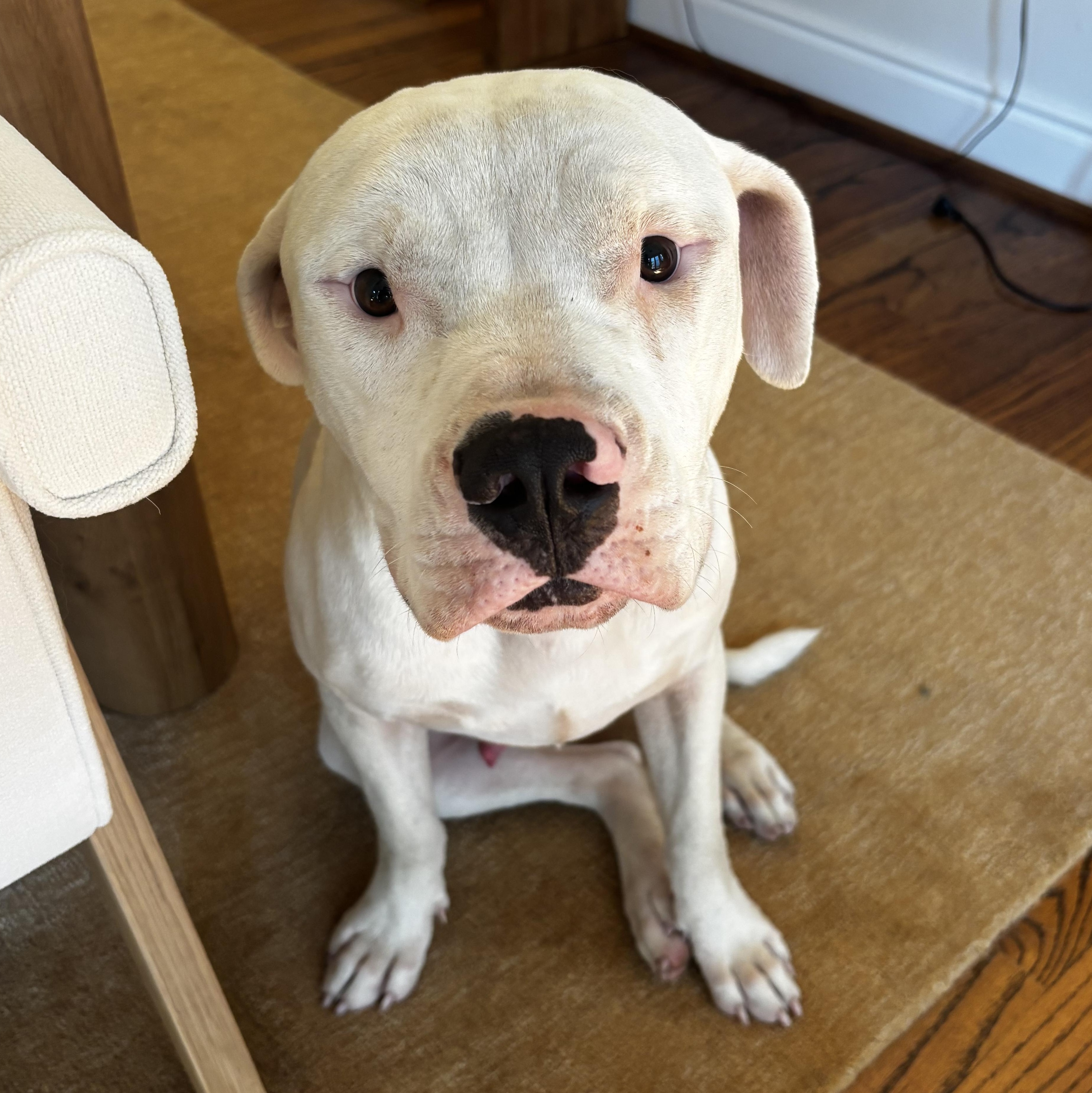 Sammy — thumbnail 2