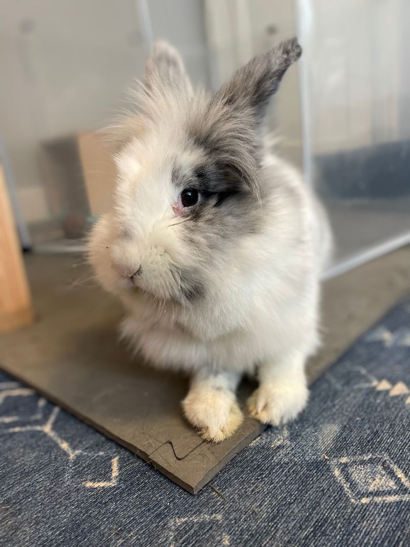 Diamond, Adopted, Adult Female Lionhead.
