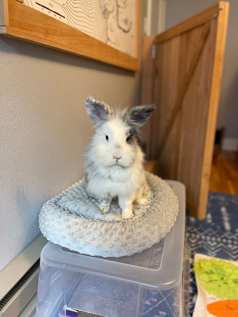 Enlarge Diamond, a Adopted mixed breed in Spokane, WA image 2/3