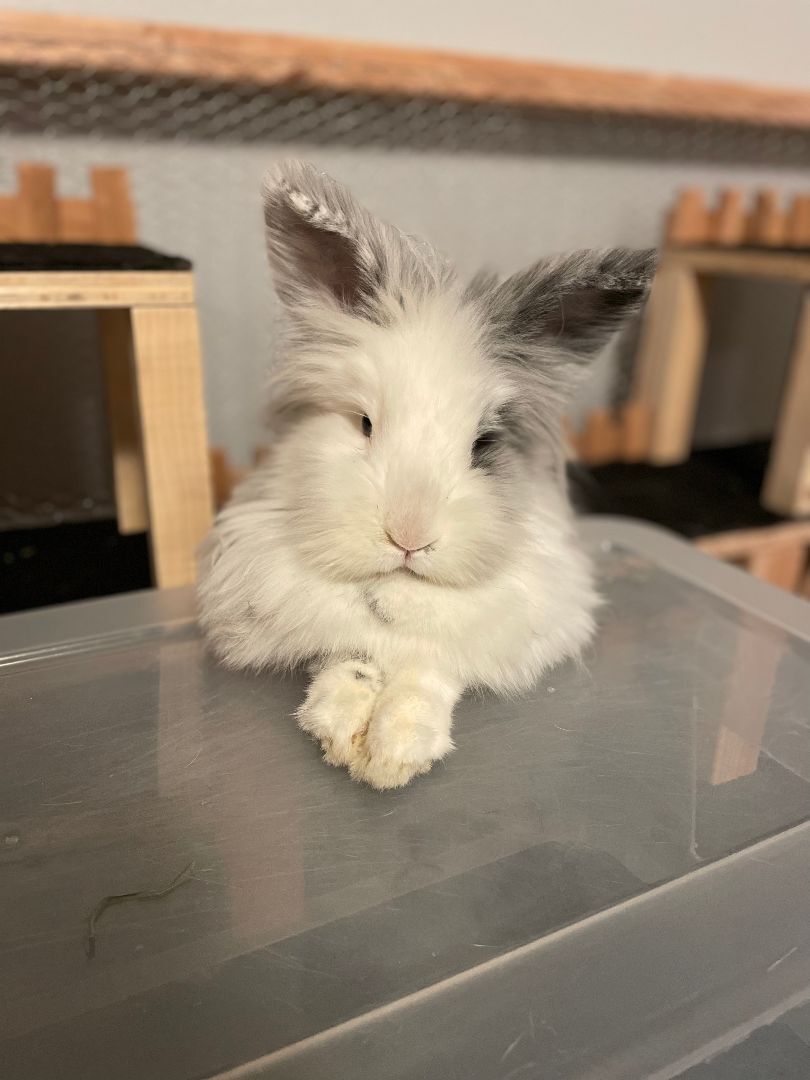 Enlarge Diamond, a Adopted mixed breed in Spokane, WA image 3/3