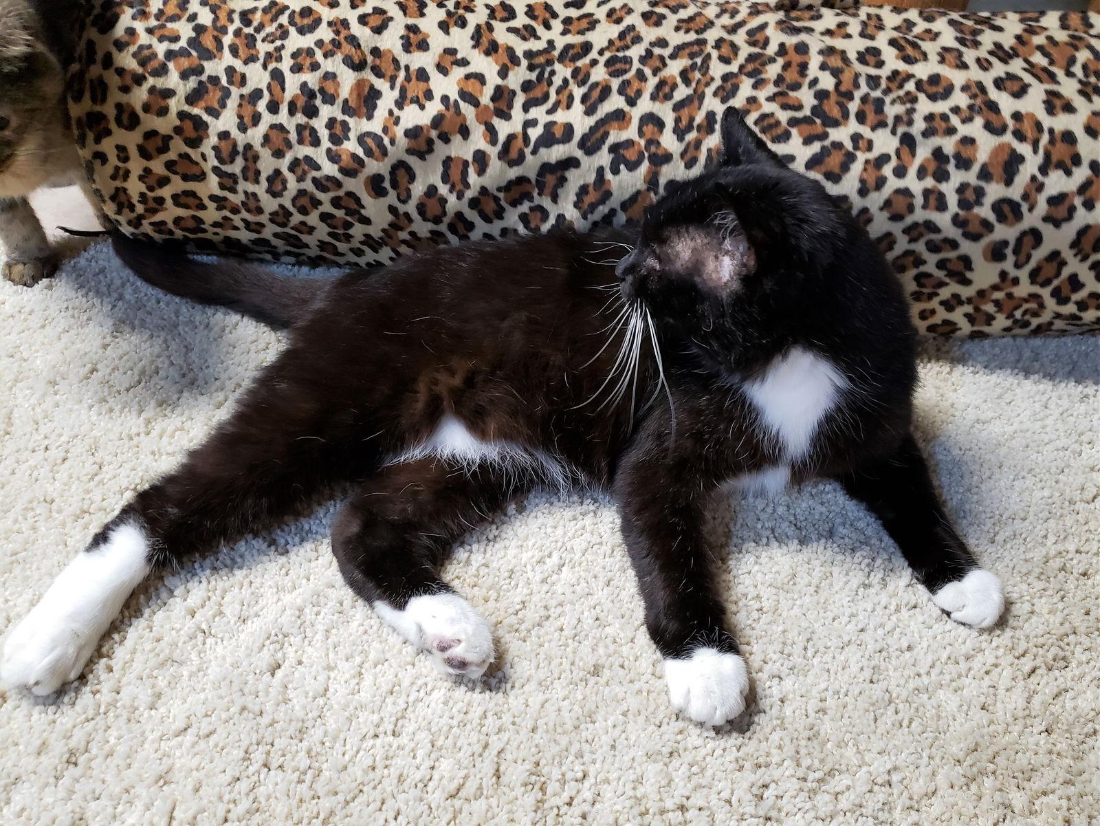 Sinatra, Adoptable, Adult Male Tuxedo & Domestic Short Hair.
